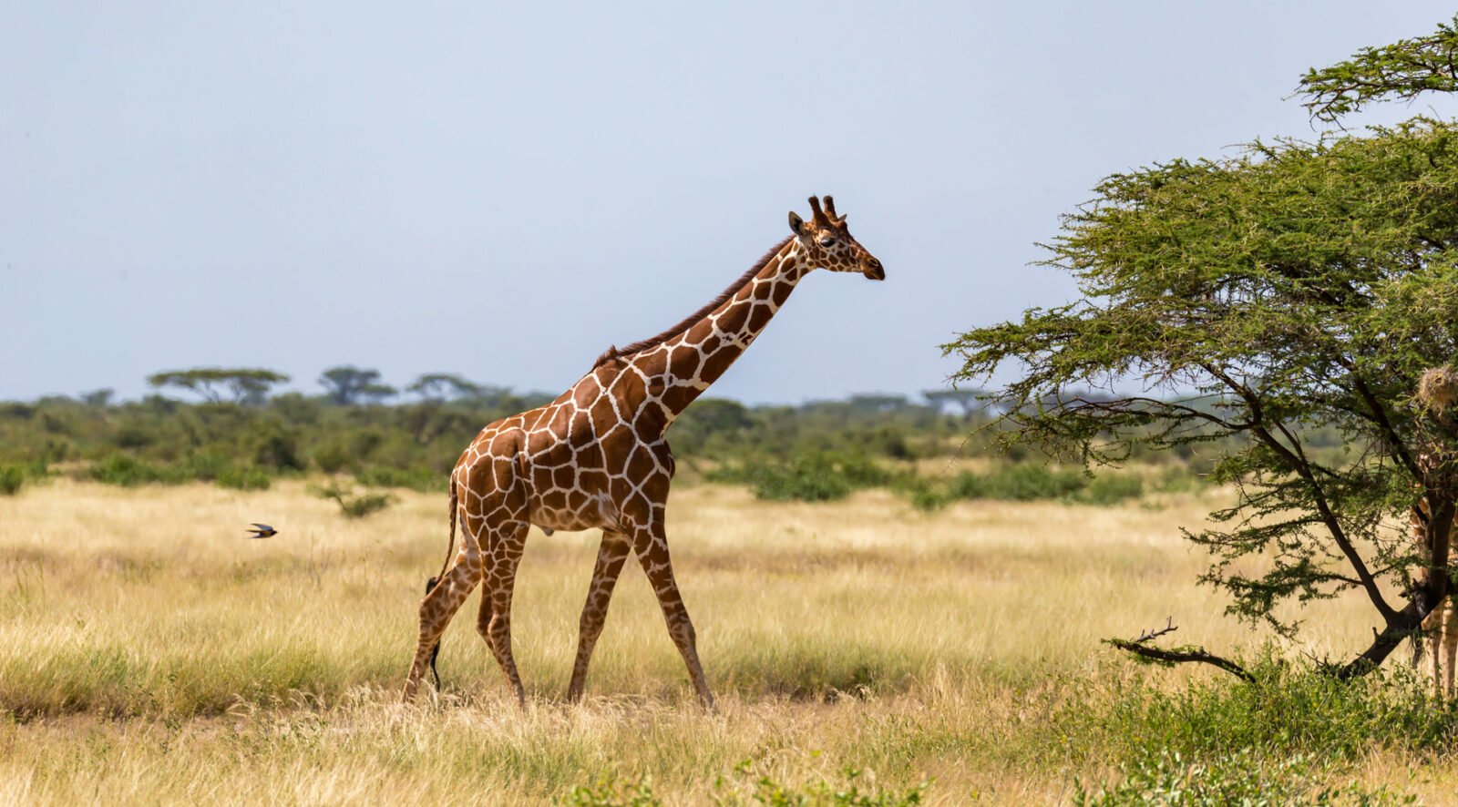 giraffe walk through savannah plants