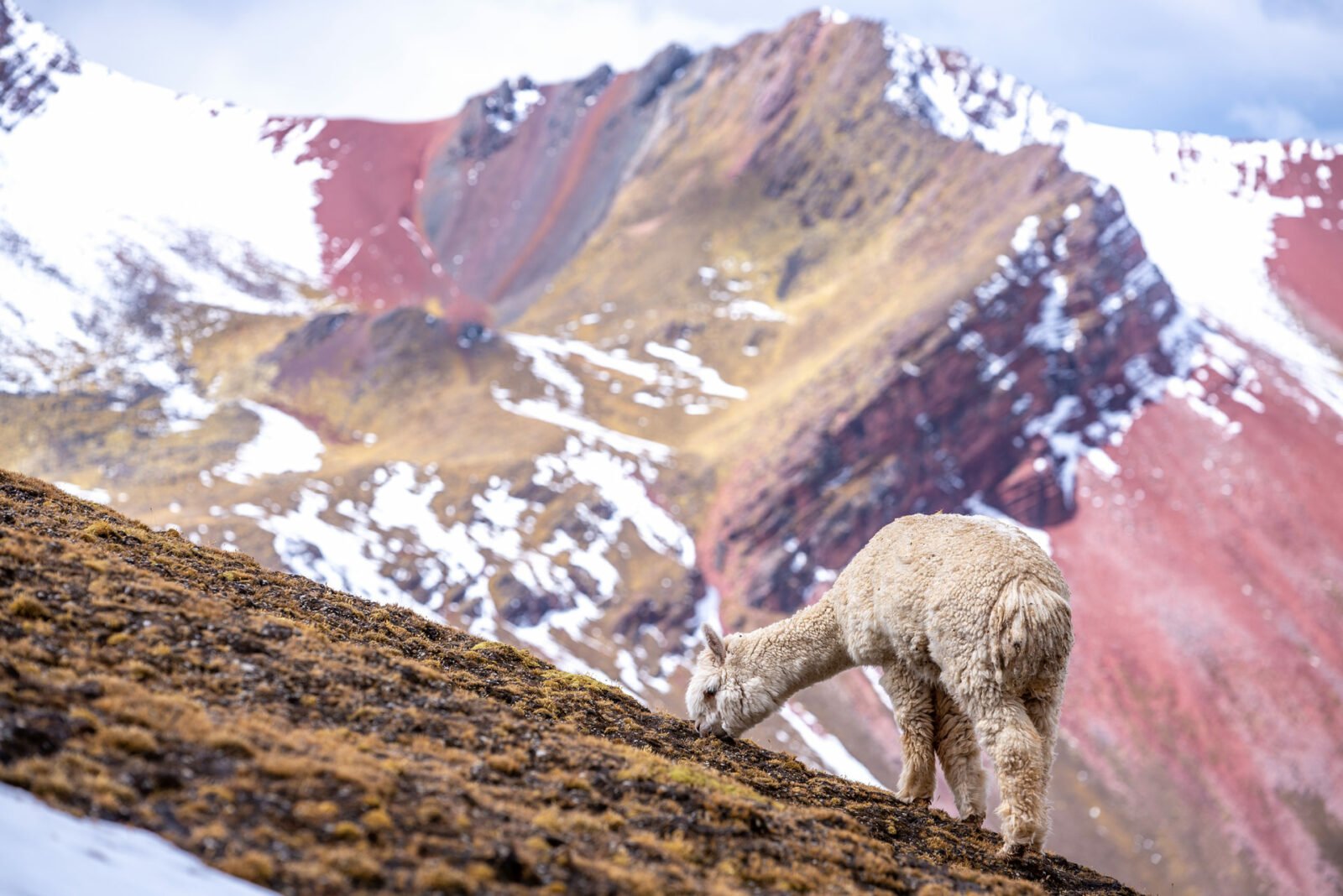 acute alpaca bianco mangiare erba sulle montagne arcobaleno peru