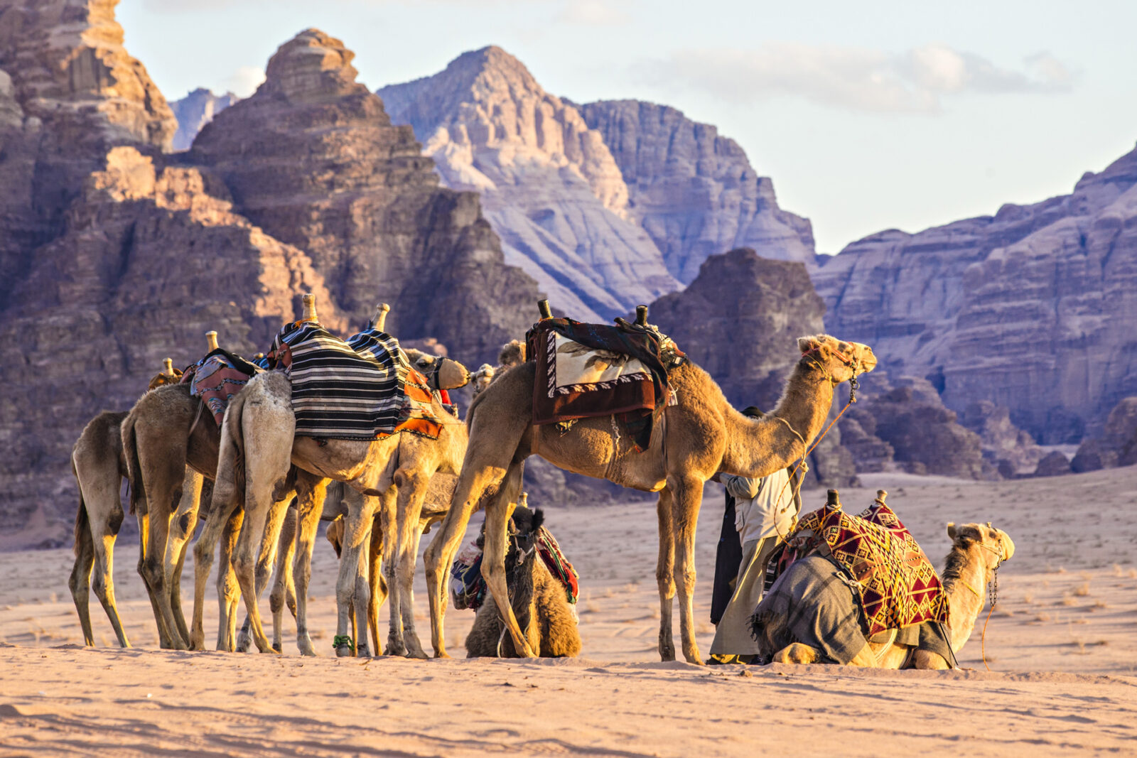 camels caravan wadi rum desert middle east jordan